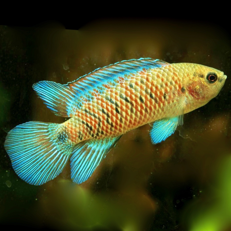 Badis badis   Blauw baarsje 4 cm.